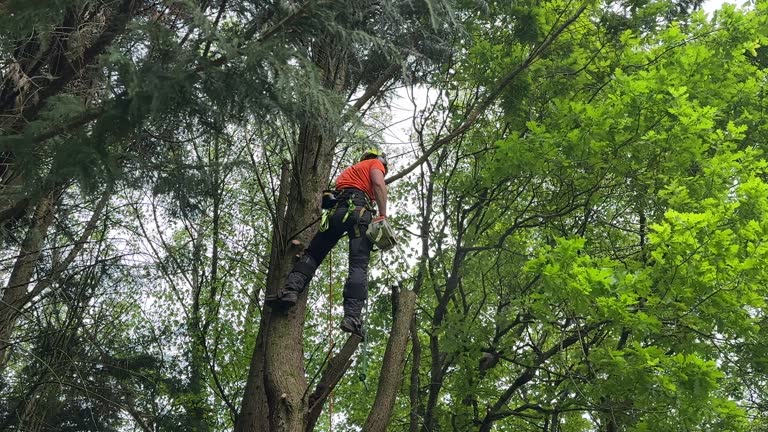 Arlington Heights, PA Tree Removal and Landscaping Services Company